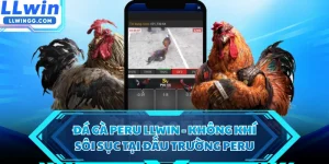 Đá Gà Peru LLWIN - Không Khí Sôi Sục Tại Đấu Trường Peru